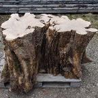 Rundholz Sonstiges Holz Olivenstamm Nr. 2 Bernbeuren