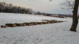 Rundholz Esche hochwertig Mank