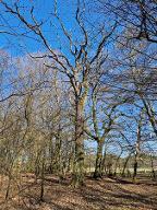 Stehendes Holz Eiche Tangerhütte 