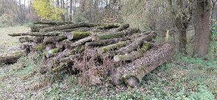 Rundholz Erle Divers (Erle, Esche,..)