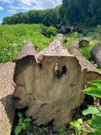 Rundholz Sonstiges Holz Hainbuche