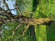 Stehendes Holz Nuss