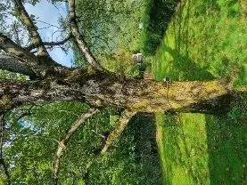 Stehendes Holz Stehendes Holz Nuss