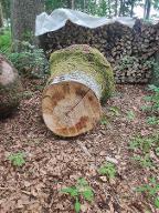 Rundholz Buche