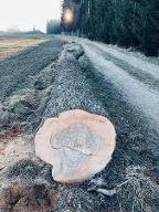 Rundholz Esche Astrein