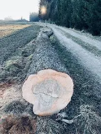 Rundholz Rundholz Esche Astrein