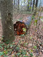 Rundholz Sonstiges Holz Roteiche - Astrein Alpen