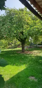 Stehendes Holz Apfel Mühltal