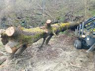 Rundholz Eiche 5m astrein 8m mit Äste Straß im straßertale