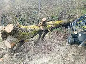 Rundholz Rundholz Eiche 5m astrein 8m mit Äste