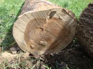 Rundholz Ulme Astrein Walding