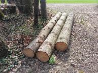 Rundholz Douglasie A-Aschach an der Steyr