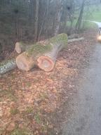 Rundholz Esche Erdstamm mit zwiesel