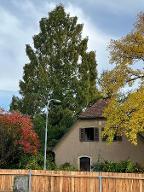 Stehendes Holz Sonstiges Holz