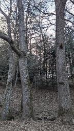 Stehendes Holz Esche, Eiche, Buche 200 Fm stehend gemischt zum Selberwerben Breitenfurt bei Wien