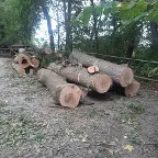 Rundholz Esche (Stammholz/ Schnittholz) Ovelgönne