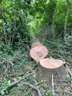 Rundholz Esche Leopoldsdorf im Marchfelde