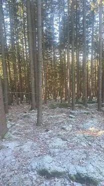 Rundholz Rundholz Fichte