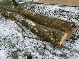 Rundholz Rundholz Esche