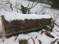 Rundholz Eiche Neuhofen/Ybbs