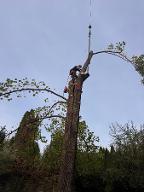 Dienstleistung Baumpflege Pichler (Baumabtragung/-pflege)