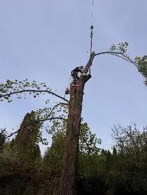 Dienstleistung Baumpflege Pichler (Baumabtragung/-pflege)