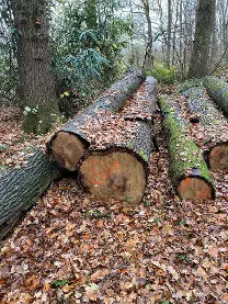 Rundholz Rundholz Eiche Astrein