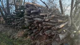 Rundholz Esche Brennholz