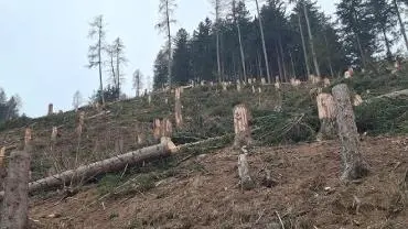 Dienstleistung Tauernholz Forstservice 