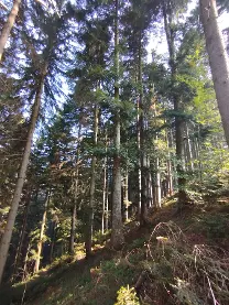 Stehendes Holz Stehendes Holz Tanne Weiẞtanne
