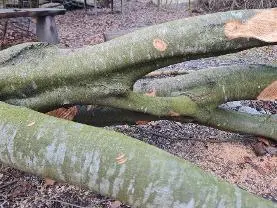 Rundholz Rundholz Rotbuche