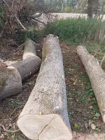 Rundholz Rundholz Esche
