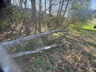 Rundholz Esche ganzer Stamm Timelkam