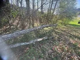 Rundholz Rundholz Esche ganzer Stamm