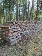 Brennholz Buche Waldhausen im Strudengau