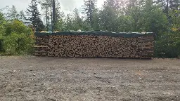 Brennholz Buche Werfen