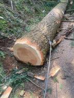 Rundholz Douglasie B/C Oberharmersbach