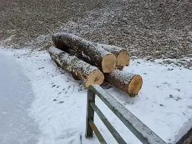 Rundholz Rundholz Ahorn Eiche  und Esche