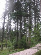 Stehendes Holz Tanne