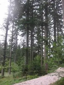 Stehendes Holz Stehendes Holz Tanne