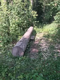 Rundholz Rundholz Esche Astrein