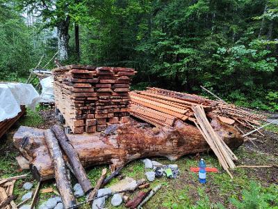 Lärche Mürztaler Gebirgslärche