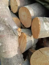 Brennholz Brennholz Esche, Buche Brennholz, Ofenholz, Kaminholz trocken Ofenfertig