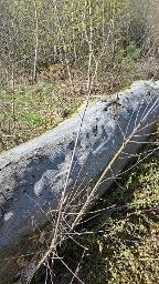 Rundholz Buche Kernbuche Thyrnau