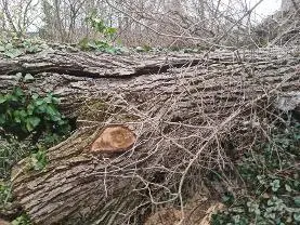 Holzprodukte Nussbaumholzstamm mit Wurzelstock