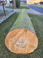 Rundholz Buche 5m Bloch astrein Leopoldschlag