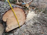 Rundholz Kiefer Astrein Sieggraben