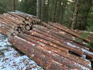 Stehendes Holz Fichte Murau