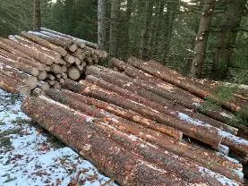 Stehendes Holz Stehendes Holz Fichte