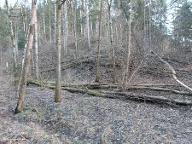 Rundholz Esche